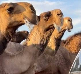 لقطة قريبة لرؤوس فرديات لطامات