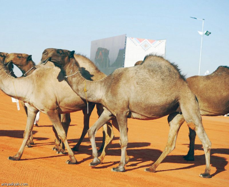 فرديات لطامات تعرض في المزاين