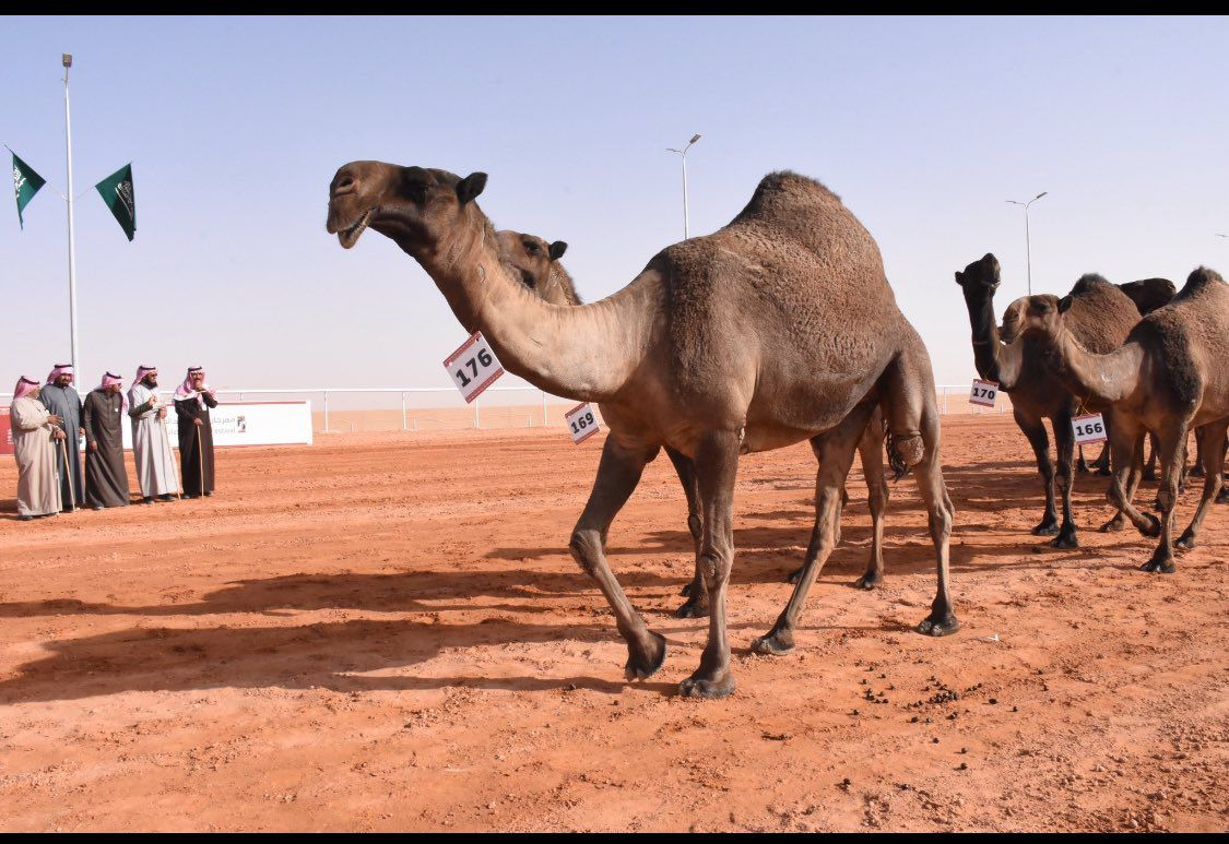 فردية لطامات رقم 176 في مهرجان الملك عبدالعزيز للإبل