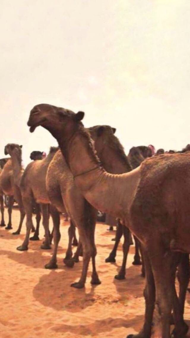 صف من إبل لطامات في المنقية